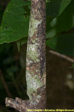 leaf-tailed gecko